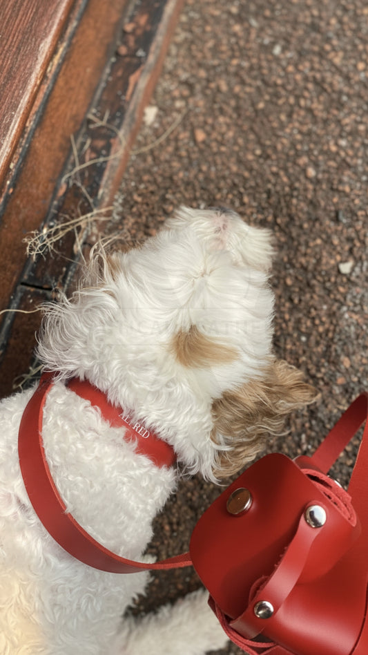 Leather Dog Collar & Lead Set