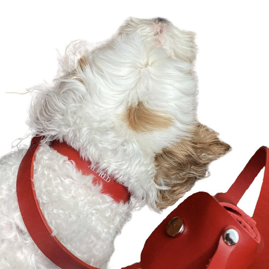 Leather Dog Collar & Lead Set - Buttero